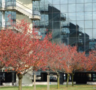 Centro Direzionale Cura del Verde