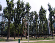 Alberi Potati in Crescita
